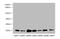 Coatomer Protein Complex Subunit Zeta 1 antibody, A62314-100, Epigentek, Western Blot image 