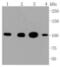 Hexokinase 1 antibody, NBP2-67503, Novus Biologicals, Western Blot image 