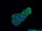 Calcium Binding And Coiled-Coil Domain 2 antibody, 12229-1-AP, Proteintech Group, Immunofluorescence image 