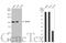 SATB Homeobox 2 antibody, GTX132972, GeneTex, Western Blot image 