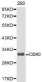 CD40 Molecule antibody, LS-C192665, Lifespan Biosciences, Western Blot image 