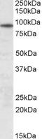 Unc-45 Myosin Chaperone B antibody, orb20445, Biorbyt, Western Blot image 