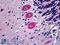 EPH Receptor B6 antibody, LS-B5134, Lifespan Biosciences, Immunohistochemistry frozen image 