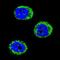 Triggering Receptor Expressed On Myeloid Cells 2 antibody, orb313249, Biorbyt, Immunofluorescence image 