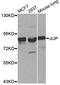 Junction Plakoglobin antibody, MBS128050, MyBioSource, Western Blot image 