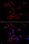 Nephrocystin 1 antibody, MBS9125831, MyBioSource, Immunofluorescence image 