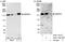 WD Repeat Domain 33 antibody, A301-151A, Bethyl Labs, Western Blot image 