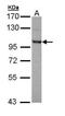 OFD1 Centriole And Centriolar Satellite Protein antibody, PA5-22079, Invitrogen Antibodies, Western Blot image 