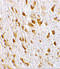 ArfGAP With GTPase Domain, Ankyrin Repeat And PH Domain 2 antibody, 3321, ProSci, Immunohistochemistry frozen image 