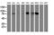 Diacylglycerol Kinase Alpha antibody, M06354, Boster Biological Technology, Western Blot image 