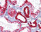 Keratin 8 antibody, 51-367, ProSci, Immunohistochemistry frozen image 