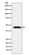 Isocitrate Dehydrogenase (NADP(+)) 2, Mitochondrial antibody, M00510, Boster Biological Technology, Western Blot image 