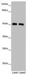 Microspherule Protein 1 antibody, CSB-PA013611LA01HU, Cusabio, Western Blot image 