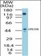Hydroxycarboxylic Acid Receptor 3 antibody, orb87630, Biorbyt, Western Blot image 