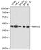 MRPS31 antibody, GTX66138, GeneTex, Western Blot image 