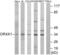 Olfactory Receptor Family 4 Subfamily X Member 1 (Gene/Pseudogene) antibody, abx015436, Abbexa, Western Blot image 
