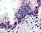 TNF Superfamily Member 13 antibody, 41001, QED Bioscience, Immunohistochemistry paraffin image 