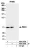 Ribosomal Protein S6 Kinase A2 antibody, A304-243A, Bethyl Labs, Immunoprecipitation image 
