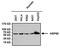 Heat Shock Protein Family D (Hsp60) Member 1 antibody, GTX25478, GeneTex, Western Blot image 