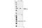 PKAc alpha antibody, 4781S, Cell Signaling Technology, Western Blot image 