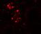 WD Repeat Domain 92 antibody, NBP1-76282, Novus Biologicals, Immunofluorescence image 