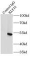 Kruppel Like Factor 10 antibody, FNab04597, FineTest, Immunoprecipitation image 
