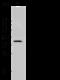 Podoplanin antibody, 106682-T32, Sino Biological, Western Blot image 