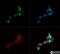 Nanog Homeobox antibody, NB100-58842, Novus Biologicals, Immunocytochemistry image 