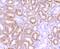 BCL2 antibody, NBP2-67182, Novus Biologicals, Immunohistochemistry paraffin image 