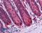 Regulator Of G Protein Signaling 21 antibody, LS-B5004, Lifespan Biosciences, Immunohistochemistry paraffin image 