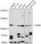 Ubiquitin Specific Peptidase 48 antibody, A09214-1, Boster Biological Technology, Western Blot image 