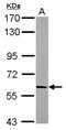 Adducin 2 antibody, NBP2-15573, Novus Biologicals, Western Blot image 