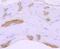 Myosin Heavy Chain 6 antibody, A02808-1, Boster Biological Technology, Immunohistochemistry paraffin image 