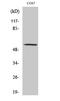 Zinc Finger And SCAN Domain Containing 25 antibody, STJ96335, St John