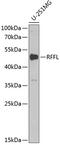 Ring Finger And FYVE Like Domain Containing E3 Ubiquitin Protein Ligase antibody, 22-262, ProSci, Western Blot image 