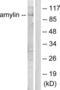 Islet Amyloid Polypeptide antibody, LS-C118387, Lifespan Biosciences, Western Blot image 