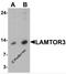 Mitogen-activated protein kinase scaffold protein 1 antibody, 7713, ProSci, Western Blot image 