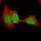 SRY-Box 4 antibody, NBP2-61421, Novus Biologicals, Immunocytochemistry image 