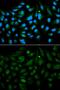 Decorin antibody, GTX55587, GeneTex, Immunofluorescence image 