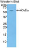 MAP2 antibody, LS-C295373, Lifespan Biosciences, Western Blot image 