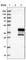 GTP Binding Protein Overexpressed In Skeletal Muscle antibody, HPA024798, Atlas Antibodies, Western Blot image 