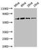 RuBisCO  antibody, orb53223, Biorbyt, Western Blot image 