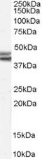 Neuropeptide Y Receptor Y2 antibody, EB07639, Everest Biotech, Western Blot image 