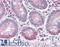 IBAT antibody, LS-B7368, Lifespan Biosciences, Immunohistochemistry paraffin image 