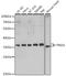 Three Prime Repair Exonuclease 1 antibody, A6778, ABclonal Technology, Western Blot image 