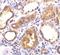 Angiotensin I Converting Enzyme 2 antibody, NBP1-76614, Novus Biologicals, Immunohistochemistry frozen image 