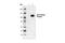 GFP antibody, 2555S, Cell Signaling Technology, Western Blot image 