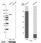 Itchy E3 Ubiquitin Protein Ligase antibody, NBP2-55083, Novus Biologicals, Western Blot image 