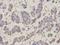 COX2 antibody, orb136191, Biorbyt, Immunohistochemistry paraffin image 