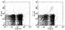 TCR Gamma antibody, 15-5711-82, Invitrogen Antibodies, Flow Cytometry image 